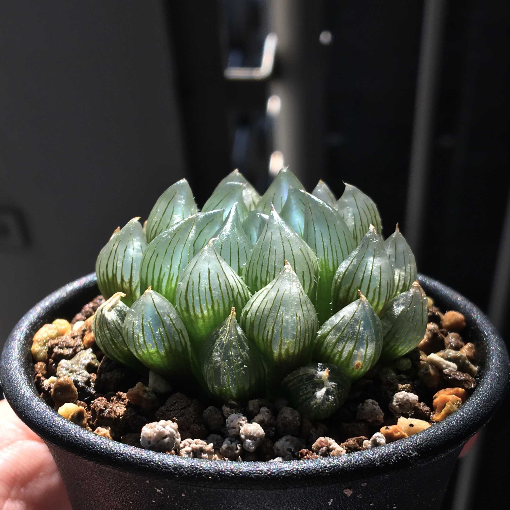 ハオルチア ピリフェラの一覧｜🍀GreenSnap（グリーンスナップ）