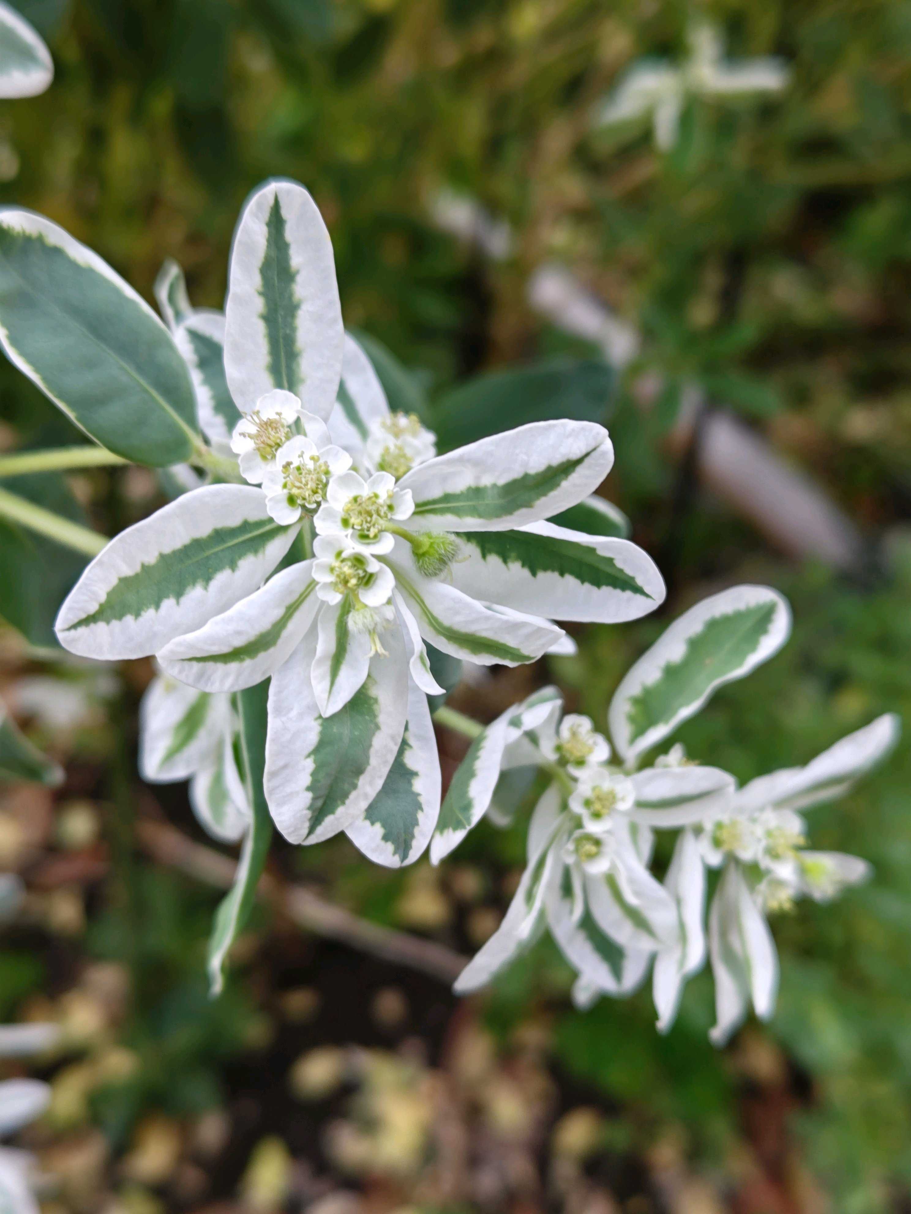 ハツユキソウ(初雪草)の育て方｜日当たりや水やり加減は？｜🍀GreenSnap（グリーンスナップ）