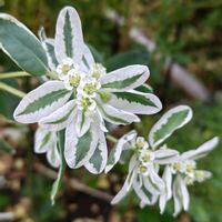 ハツユキソウ,花のある暮らし,植中毒,花自慢,花中毒の画像