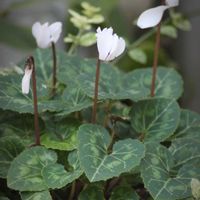 エキナセア,コスモス,シクラメン,植物のある暮らし,小さな小さな庭の画像