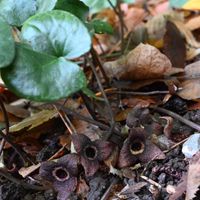 カンアオイ,山野草,花散歩,日本固有種,武器ではなく花をの画像