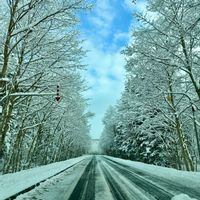 ヒューケラ,北海道,雪の朝,水辺の風景,雪の日の画像