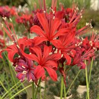 ネリネ,パンジー,十月桜,ネリネ(ダイヤモンドリリー),公園の画像