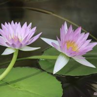 熱帯スイレン,熱帯スイレン,熱帯睡蓮 ピンクパール,熱帯睡蓮 ピンクパール,熱帯睡蓮　ジューンアリスンの画像