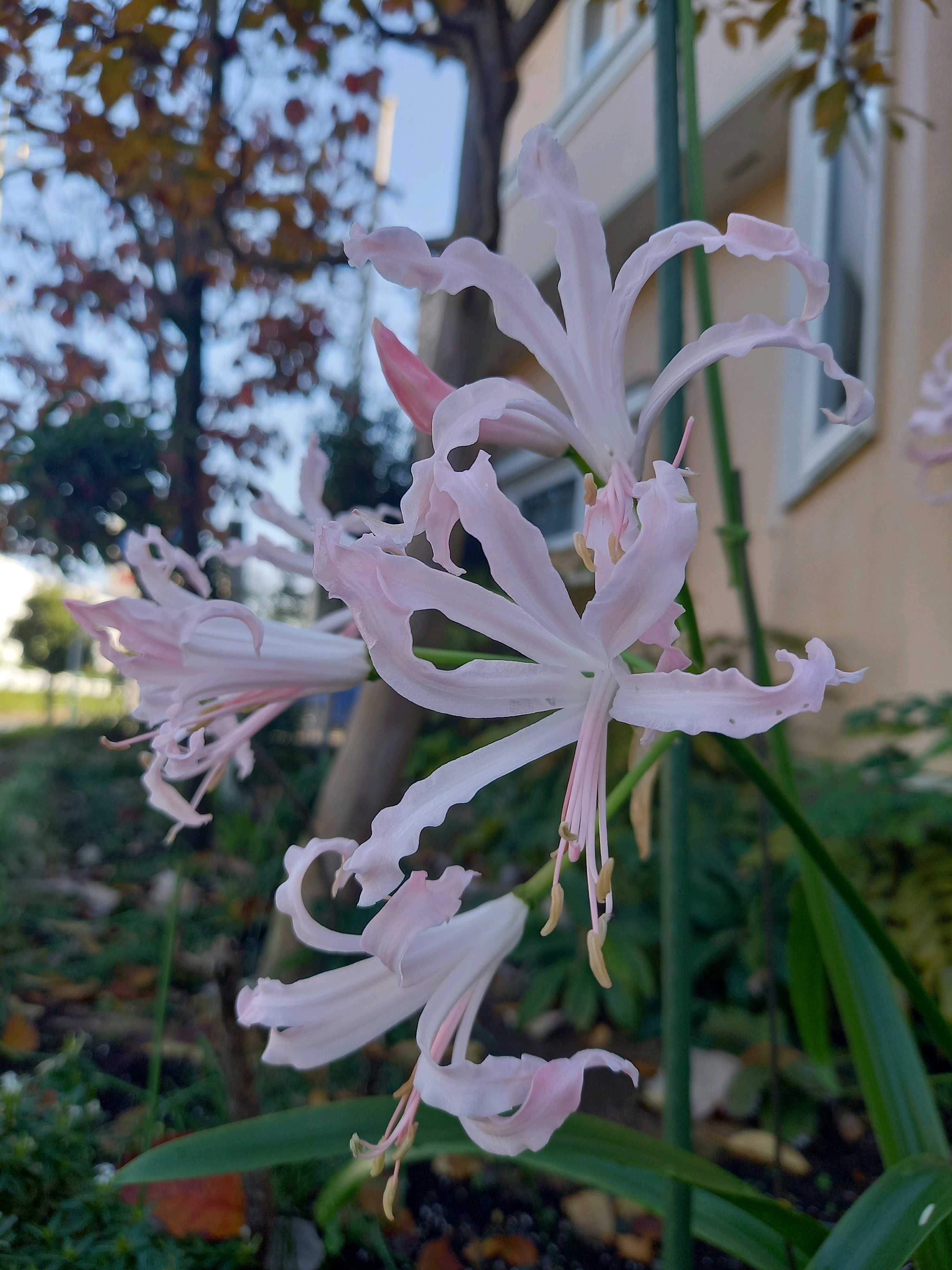 神戸べっぴんさんビオラ：夢紡ぎの一覧｜🍀GreenSnap（グリーンスナップ）