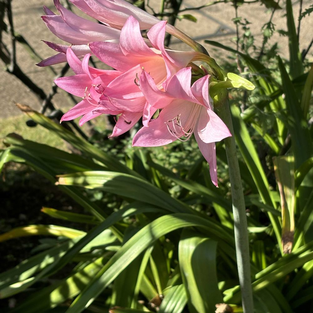 レモン茶さんの港の見える丘公園への投稿