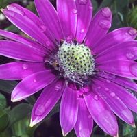 フランネルフラワーの画像