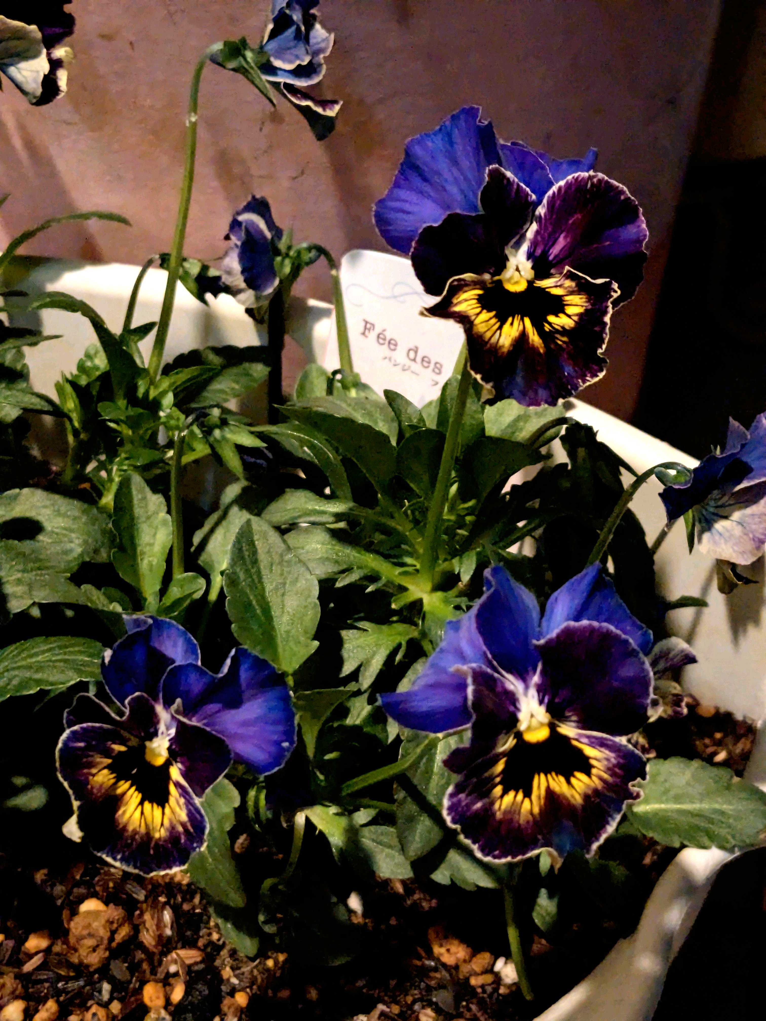 パンジーセット ビオラ フルール フェデネージュ3品種 シエルブリエ セネシオ パンジーセット ロココ フルール フェデネージュ3品種 シエルブリエ