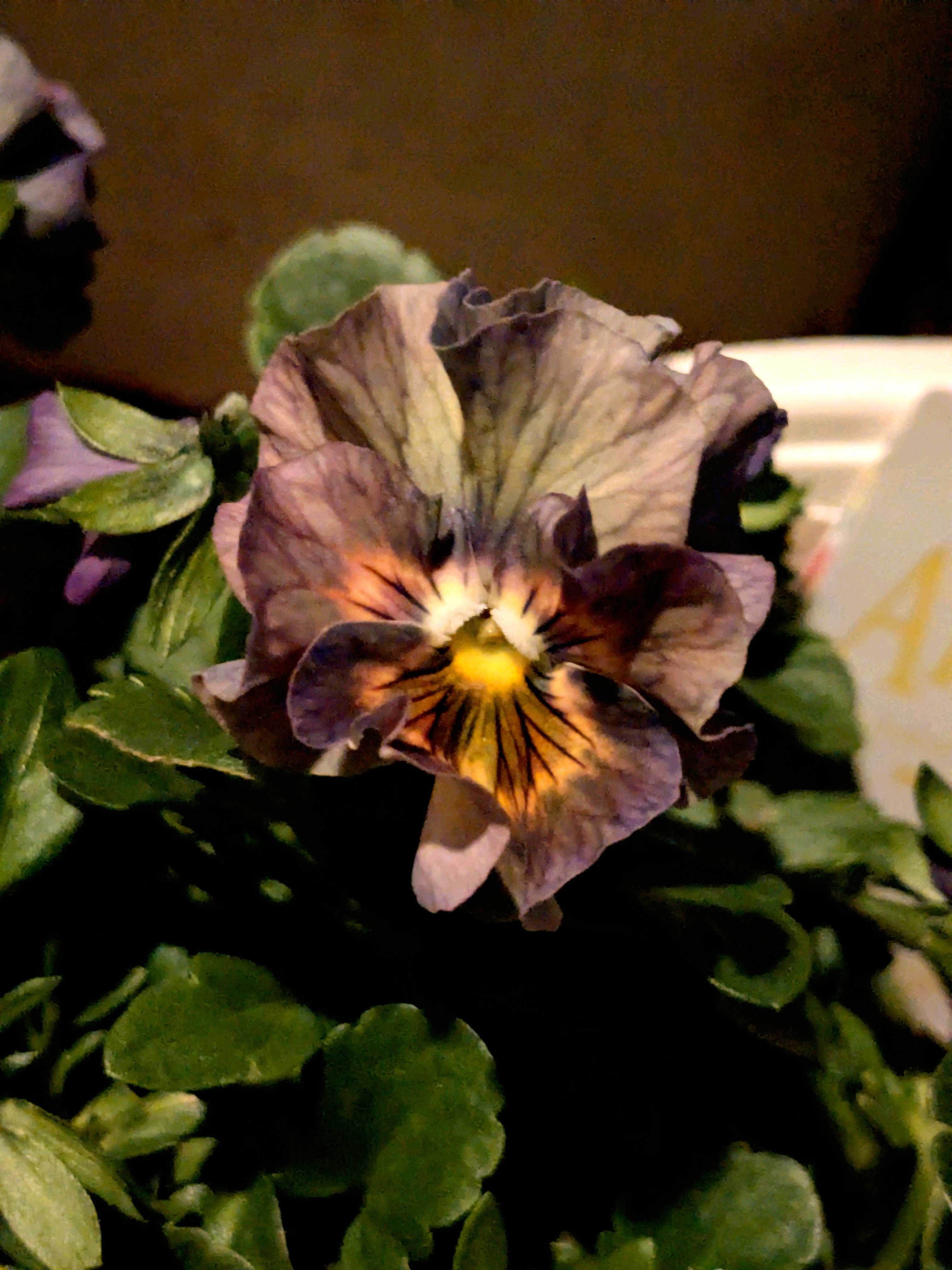 パンジーの投稿画像 by ウーゲデールさん｜ビオラと美しいとクリオネと