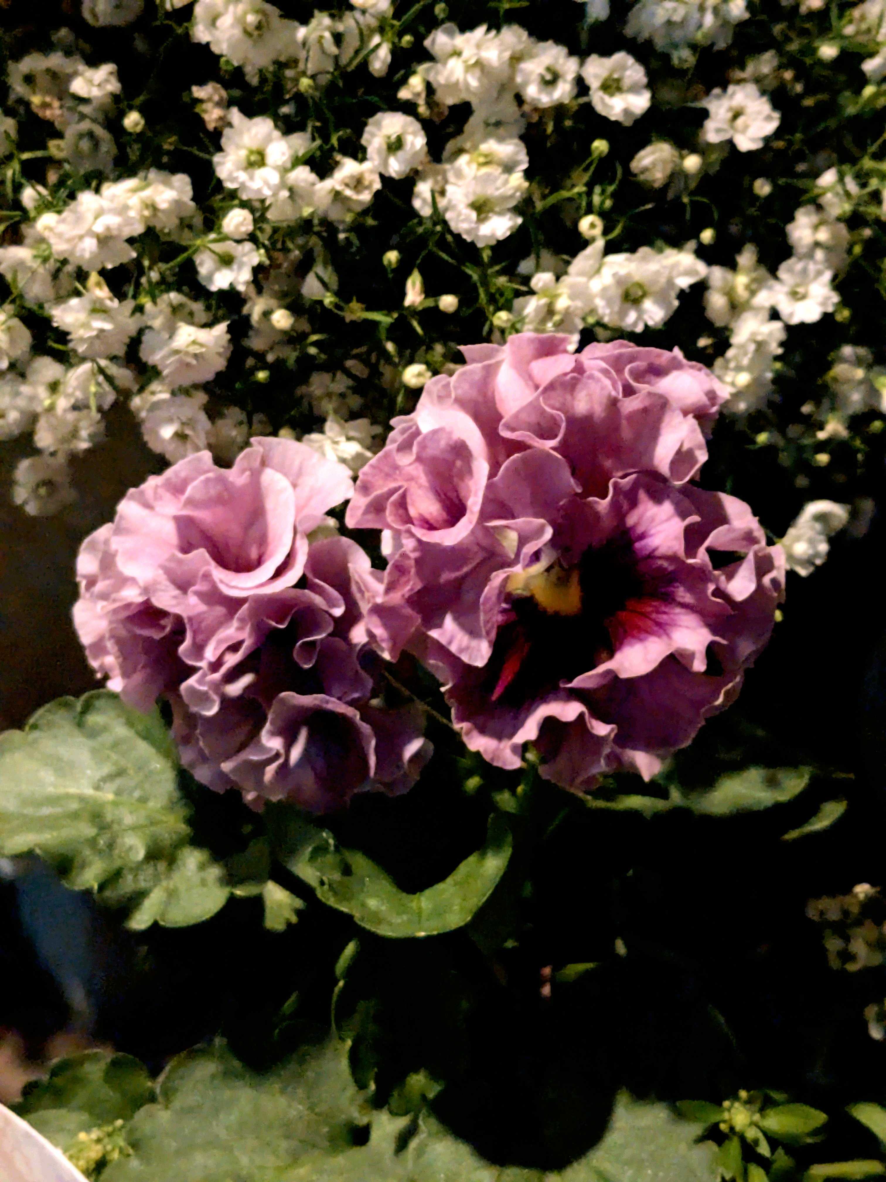 パンジーの投稿画像 by ウーゲデールさん｜ビオラと美しいとクリオネと