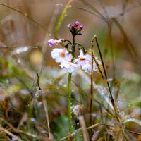 イチゴ,クリンソウ,クリンソウ,紅葉,番外編　山の画像