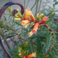 クフェア,クフェアメルビラ,クフェア メルビラの画像