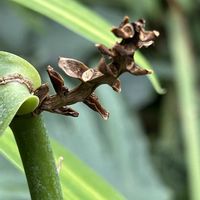 バニラ,バニラ,つる性植物,ラン科,都立神代植物公園の画像