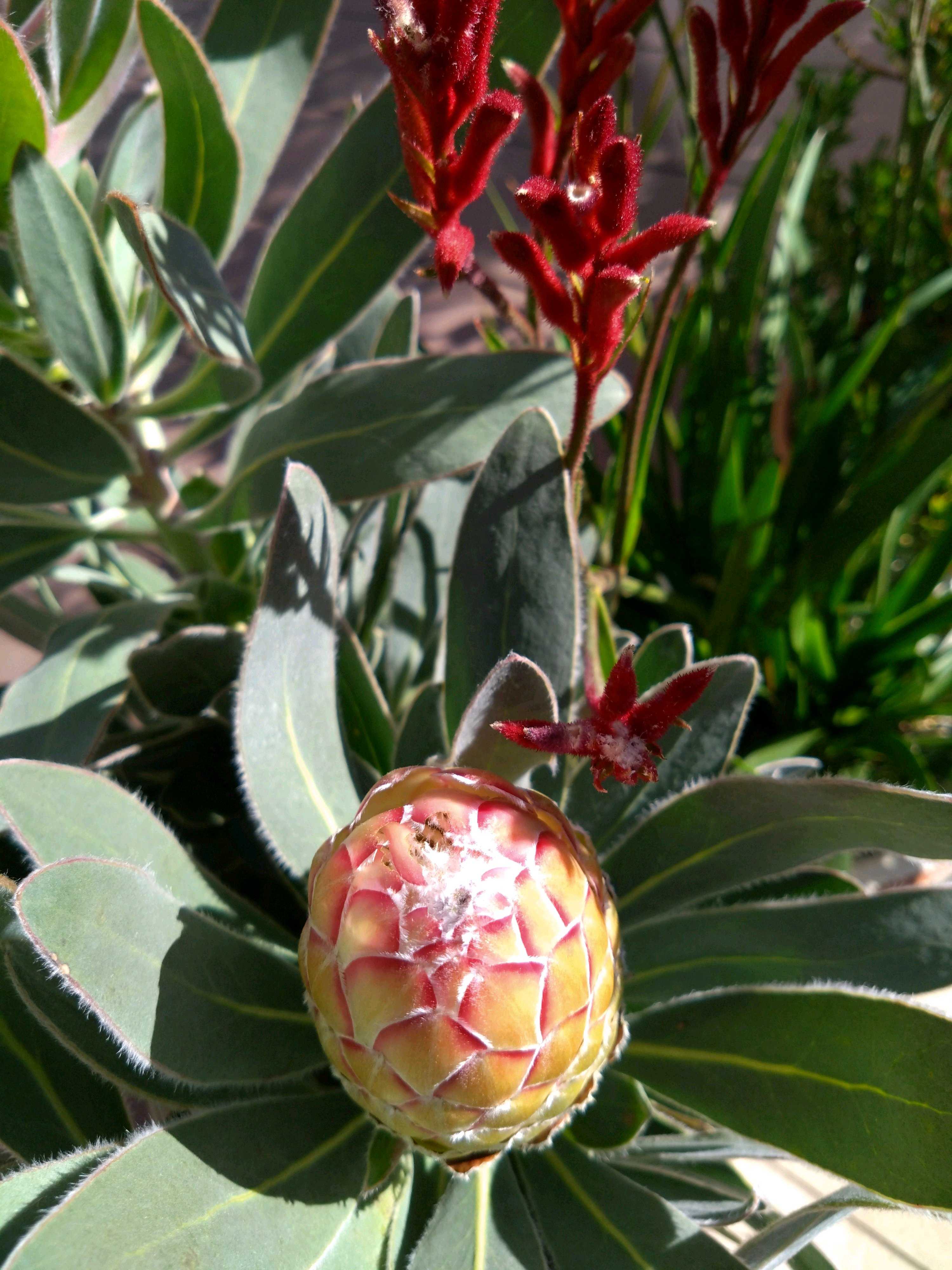 プロテア スサラ　1 プロテア スサラの一覧｜🍀GreenSnap（グリーンスナップ）