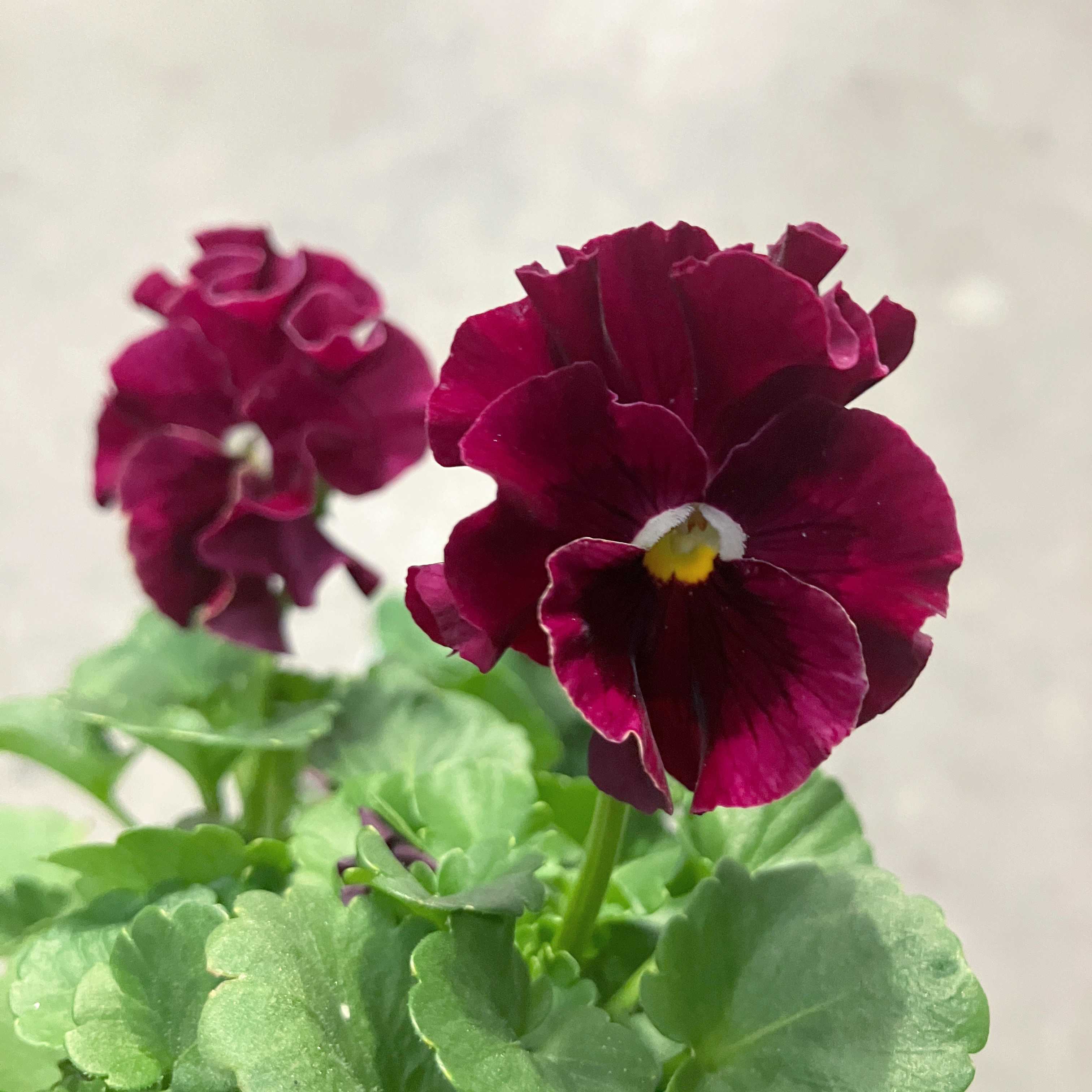 メゾンド ビオラの一覧｜🍀GreenSnap（グリーンスナップ）