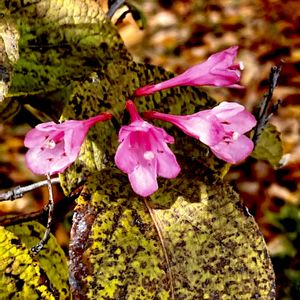 タニウツギ,落葉低木,返り咲き,スイカズラ科,植栽の画像