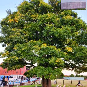 イチゴノキ,キンカン,エノキ,イチゴノキの花,榎(えのき)の画像