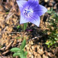 キキョウ,多年草,生薬,草本,スマホ撮影の画像