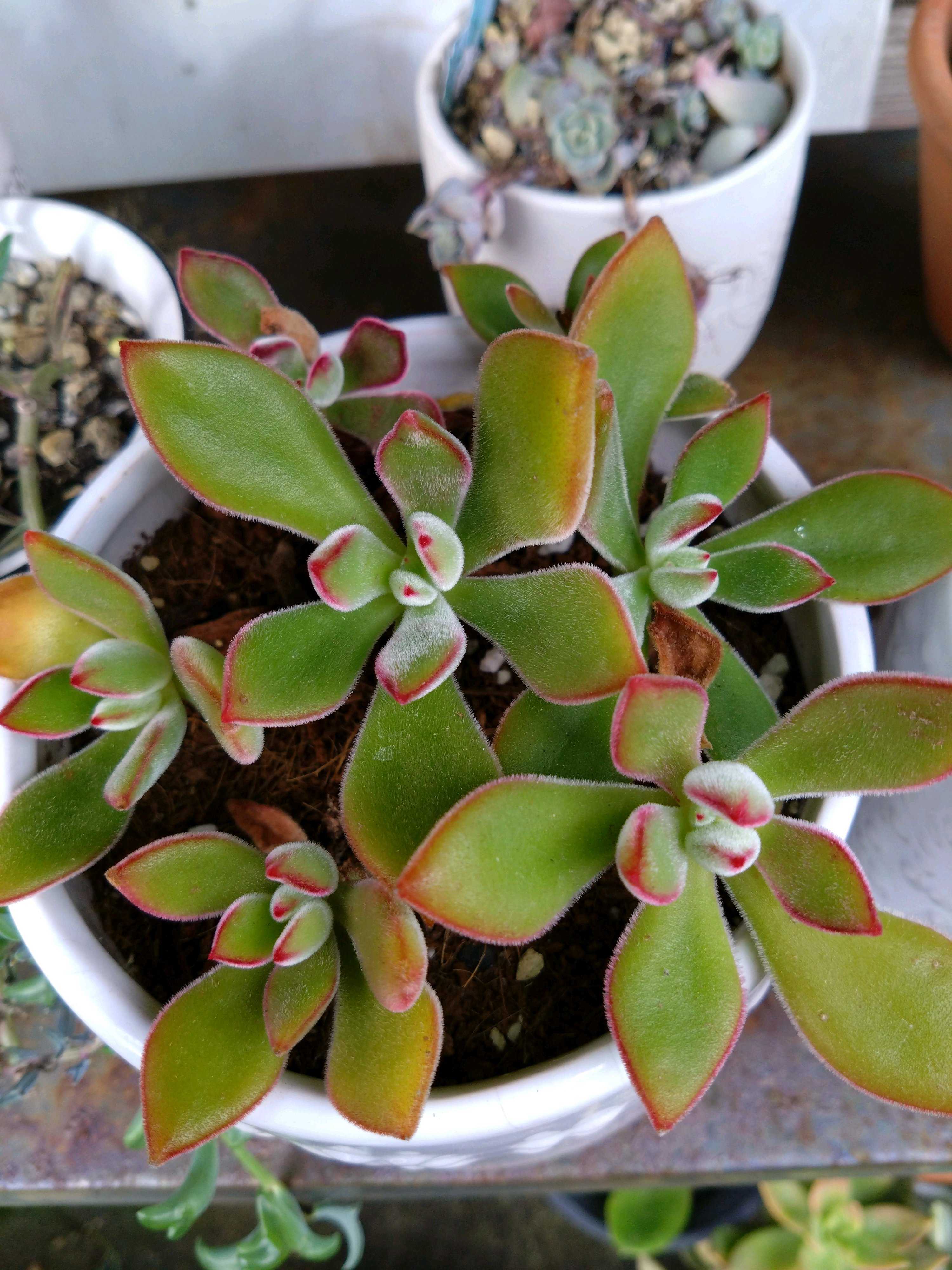 ハムシーの育て方｜日当たり加減や置き場所は？室内でもOK