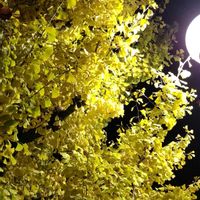 銀杏,イチョウ,黄色,紅葉（こうよう）,イチョウ科の画像