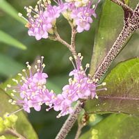 コムラサキ,花壇,ガーデニング,庭木,山野草の画像