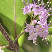 コムラサキ,花壇,ガーデニング,庭木,山野草の画像