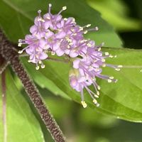 コムラサキ,花壇,ガーデニング,庭木,山野草の画像