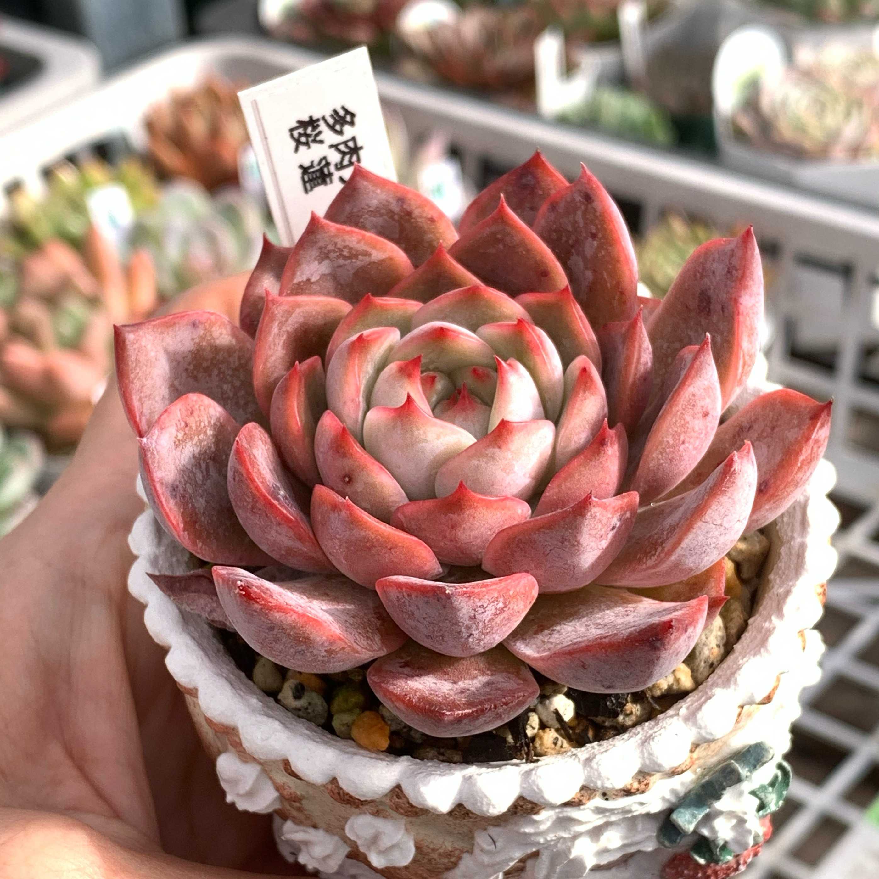 選抜苗✨多肉アンさん✨桜蓮❤️札付き✨ 多肉アン 桜蓮の一覧｜🍀GreenSnap（グリーンスナップ）