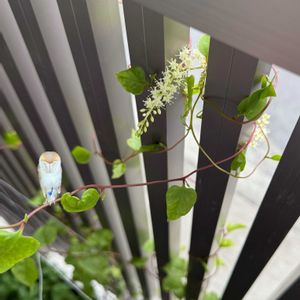 雲南百薬,雲南百薬,オカワカメの花,オカワカメ（雲南百薬）,オカワカメ(アカザカズラ)の画像