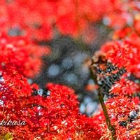 ケヤキ,ドウダンツツジ,ムクゲ,モミジ,紅葉の画像