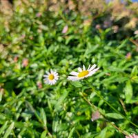 エリゲロン,港の見える丘公園,妄想倶楽部,すこっぷの仕事の画像