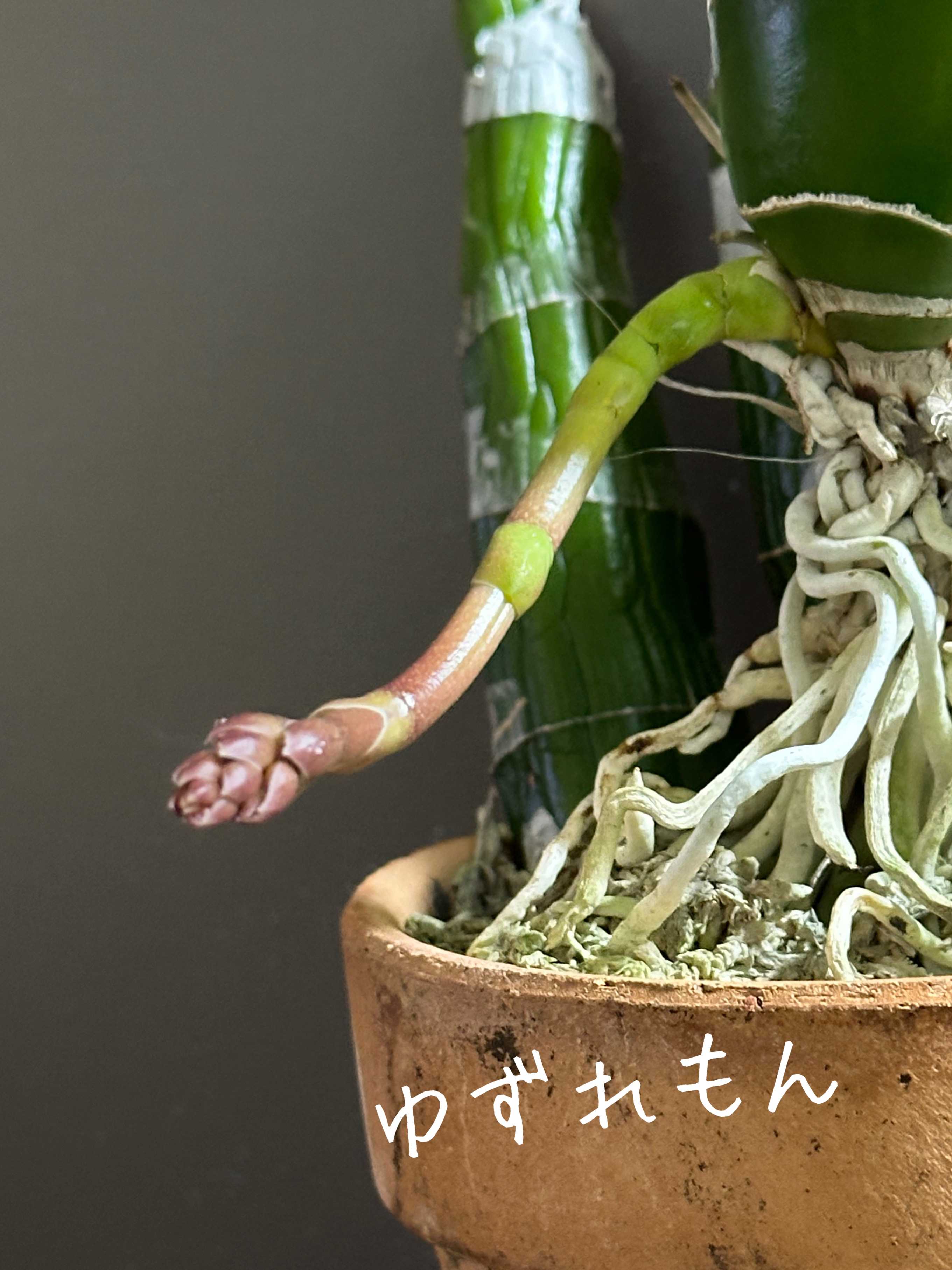 花芽の投稿画像 by ゆずれもんさん｜可愛いと洋ランと花のある暮らしと