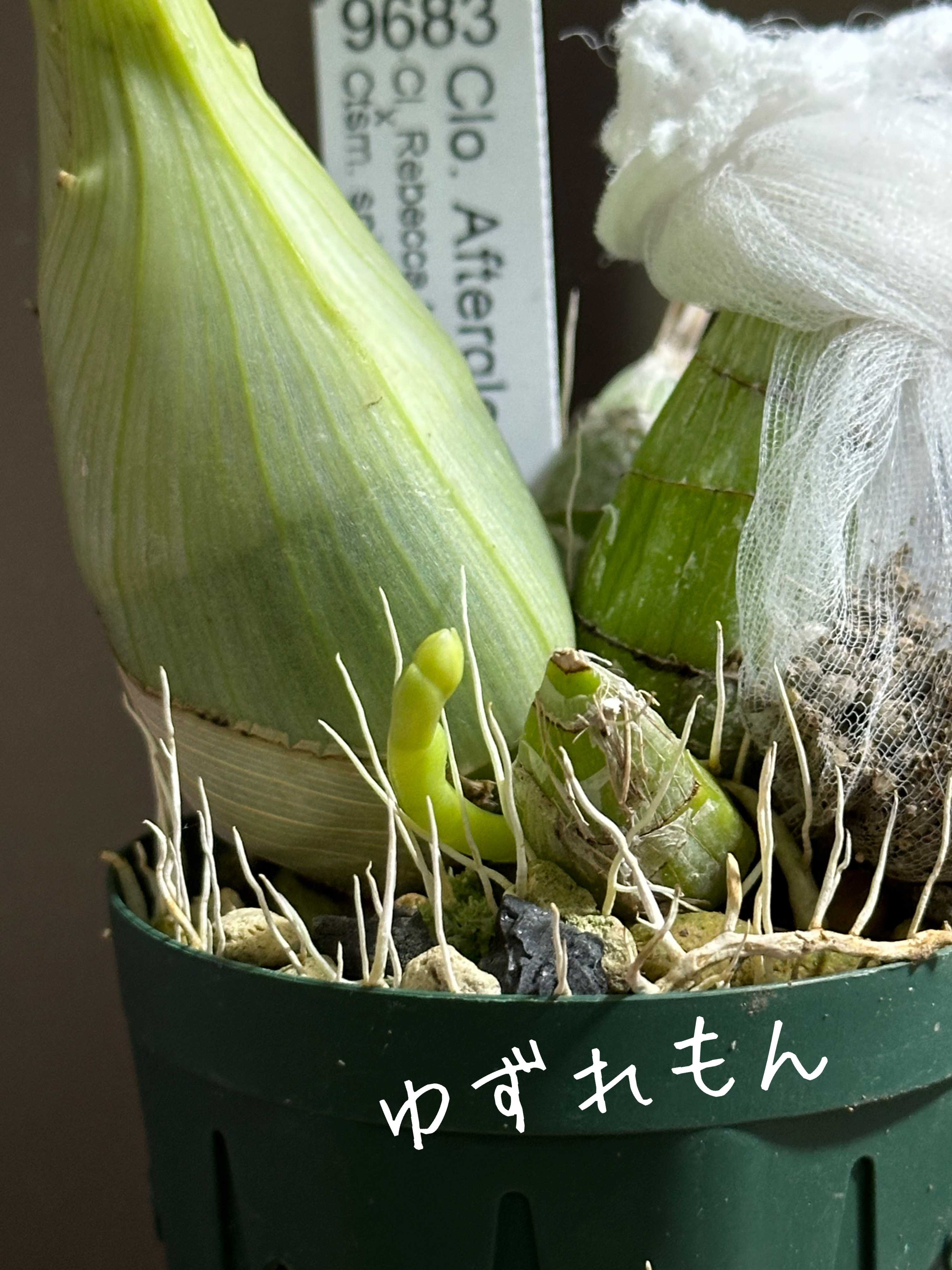 花芽の投稿画像 by ゆずれもんさん｜可愛いと洋ランと花のある暮らしと