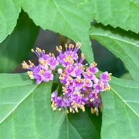 ムラサキシキブ,ムラサキシキブの花♪,ムラサキシキブの冬芽,ムラサキシキブの果実,ムラサキシキブの果実の画像