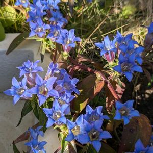 ツルリンドウ,庭の芝生の画像