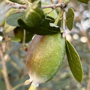 ブロッコリー,キャベツ,冬野菜,寒い朝,初霜の画像