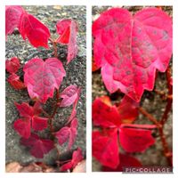 紅葉,散歩道,山野草,公園にて,自然の恵みの画像