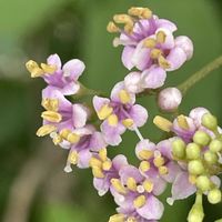 ムラサキシキブ,庭木,山野草,花木,樹木の画像