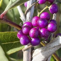 ムラサキシキブ,庭木,山野草,花木,樹木の画像