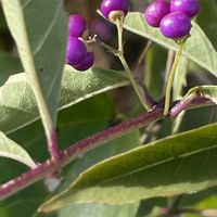 ムラサキシキブ,庭木,山野草,花木,樹木の画像