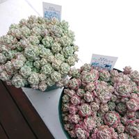 ペレスデラロサエ,ペレスデラロサエ　ピンクエッジ,多肉植物,多肉大好き,成長記録の画像