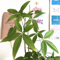 パキラ,ポリシャス,観葉植物,植物のある暮らしの画像