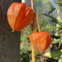 ホオズキ,ホオズキ,観葉植物,鉢植え,花壇の画像