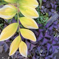 アマドコロ,オキザリス・トライアングラリス,紅葉（こうよう）,おうち園芸の画像