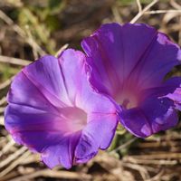 ノアサガオ,自生,青空,緑のある暮らし,千葉県の画像