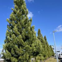 コウヤマキ,コウヤマキの雄花,雄花の蕾,コウヤマキ　並木,コウヤマキ　球果の画像