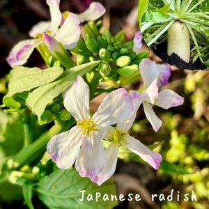 大根,大根,꒰ღ˘◡˘ற꒱かわゅ~,自家製野菜,実家の畑の画像