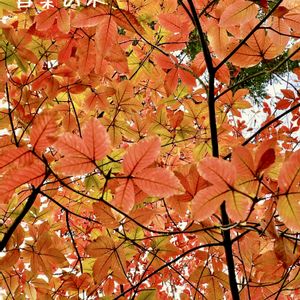 メグスリノキ,コハウチワカエデ,イロハモミジ, 山野草,手向山 紅葉の画像