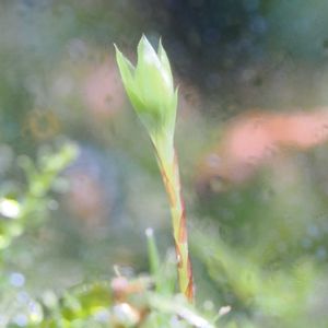 カサゴケ,観葉植物,テラリウム,成長記録,苔リウムの画像