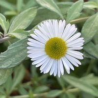 エリゲロン,山野草,かわいい♡,冬〜,さむっ♡の画像